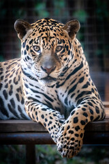 Panthera Pardus, Leopard