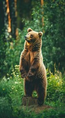 Fototapeta premium Brown Bear Standing Tall in a Forest
