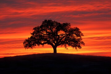 Fototapeta premium Solitary Oak Tree Silhouetted Against a Vibrant Sunset Sky - Nature, Landscape, Tranquility, Serenity, Print Design