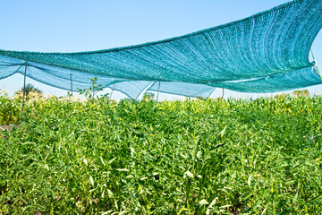 A shading net from the sun over vegetables. Growing natural tomatoes in the garden.