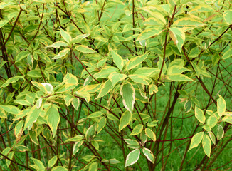 White Dogwood (Cornus alba)