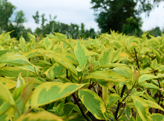 White Dogwood (Cornus alba) close up