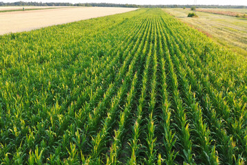 Lush Corn Plants in Field, Aerial View