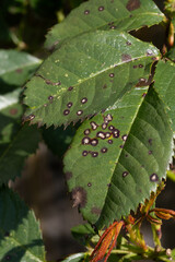 Black spot fungus on Rose leaves