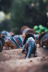 Triceratops Migration: A Herd on the Move © J.M. Tornero