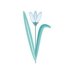 Vector illustration of a flower. The first spring flower, snowdrop, forest flower. Isolated on white background.