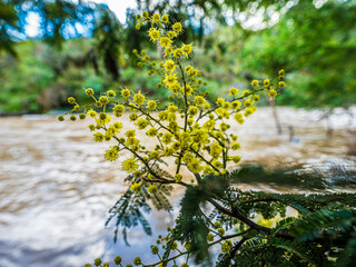 Mid Winter Wattle Blossum Before River