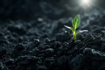 Young sprout in black earth, young plant on dark soil background, green leaves on ground, eco bio plants