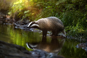 European Badger reflecting in Forest Stream, illuminated by rays of sun - Wildlife Photography in Natural Habitat, Nature Conservation, Woodland Animal Behavior.
