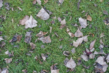 Green grass covered with grey fallen leaves of cottonwood in mid November
