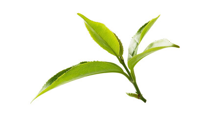 Obraz premium Discover the natural beauty of fresh tea leaves and buds, beautifully isolated on a transparent background.