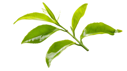 Discover the natural beauty of fresh tea leaves and buds, beautifully isolated on a transparent background.