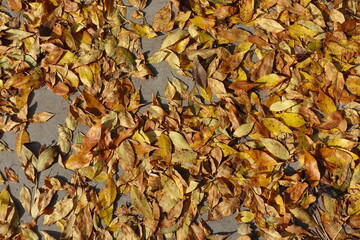 Amber yellow fallen leaves of ash tree on concrete pavement in mid October