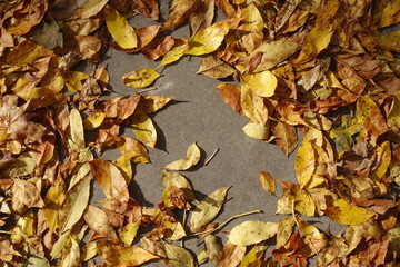 Dry fallen leaves of ash tree on concrete pavement in mid October