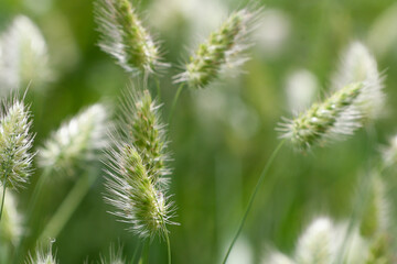 Closeup of several grasses agitated by the wind