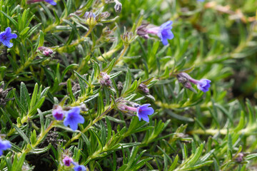 Close-up of Lithodora prostata