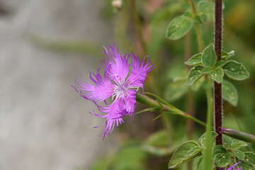 Closeup of a carnation