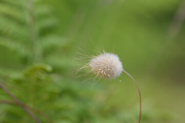 Closeup of Lagurus ovatus plant