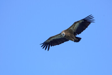 Obraz premium Griffon vulture flying over the Cantabrian Sea