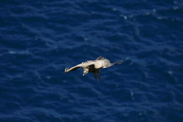 Griffon vulture flying over the Cantabrian Sea