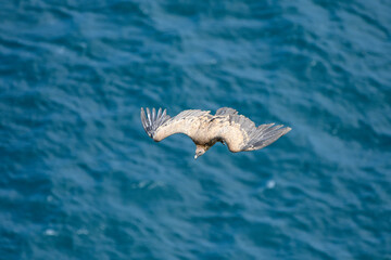 Griffon vulture flying over the Cantabrian Sea