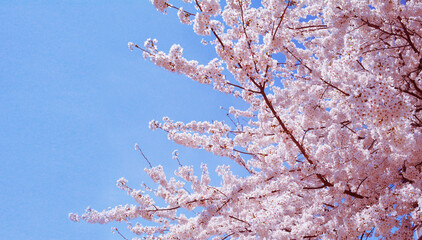 満開の桜と青空