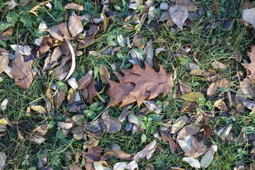 Dull grass covered with brown fallen leaves of red oak in mid November
