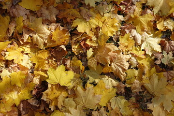Cover of fallen leaves of maple on the ground in m id October