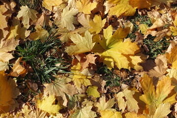 Glade covered with fallen leaves of maple in October