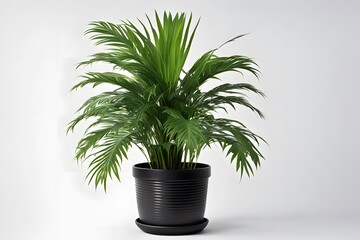 Fototapeta premium Areca plant in pot white background, AI Generated