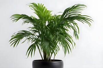Obraz premium Areca plant in pot white background, AI Generated
