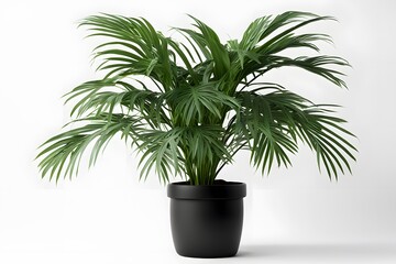 Fototapeta premium Areca plant in pot white background, AI Generated