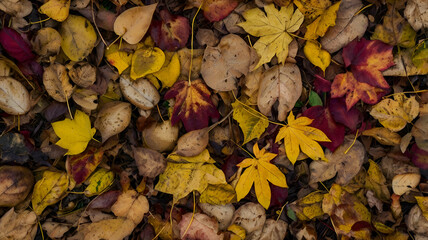 Colorful seasonal autumn background pattern, Vibrant carpet of fallen forest leaves, beautiful autumn leaves