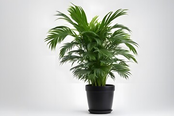 Fototapeta premium Areca plant in pot white background, AI Generated