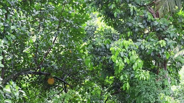 Jack Tree and Avacado Tree on a Rainy Day