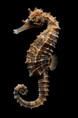 Fototapeta premium Seahorse with Brown and White Stripes on Black Background