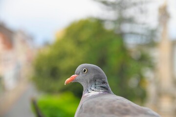 The head of a dove. View of a pigeon nesting on a window sill. Life of birds of prey in the city
