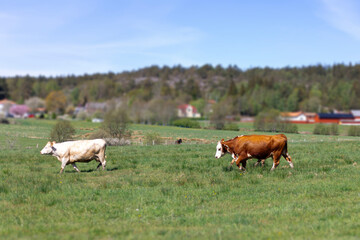 Cows grazing in a lush meadow under a clear sky, embodying peaceful harmony of nature
