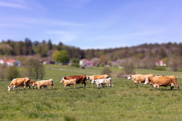 A peaceful image of a pasture with a herd of cows grazing on a sunny day in the countryside