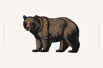 Hand-drawn image of a large brown bear. Forest animal on a light background. Retro picture for your design. Vector illustration in vintage engraving style.