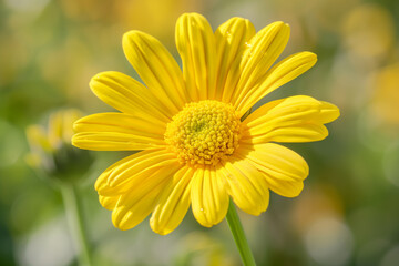 Close-up of a vibrant yellow daisy in full bloom, with a soft green background, capturing the essence of spring