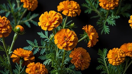 Set of elegant blooming marigold on plant black plain black background