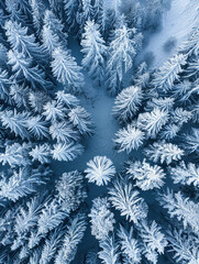 eye_view_of_a_winter_forest