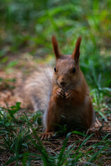 squirrel in the forest