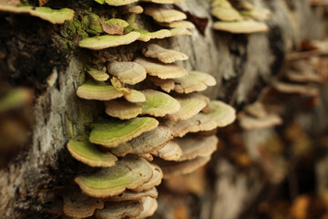 variegated wavy mushrooms, grebes, growths on the trunk of a birch tree