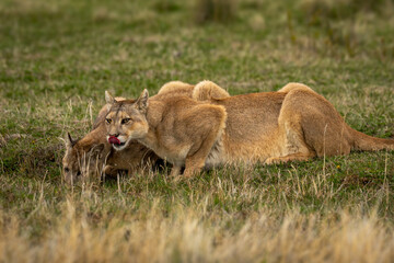 Two pumas lie drinking from grassy pond