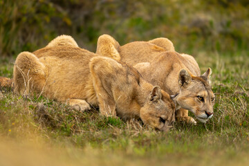 Two pumas lie drinking side-by-side from pool