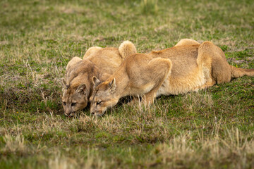 Two pumas lie drinking from shallow pool