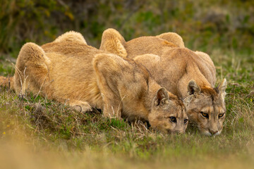 Two pumas lie drinking water in grassland