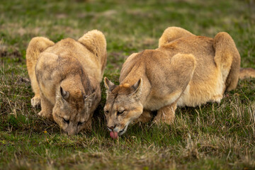 Two pumas lie drinking water from pond
